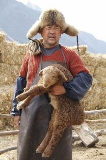 电影雪狼犬演员表,实力派明星齐聚，共谱感人冰雪传奇